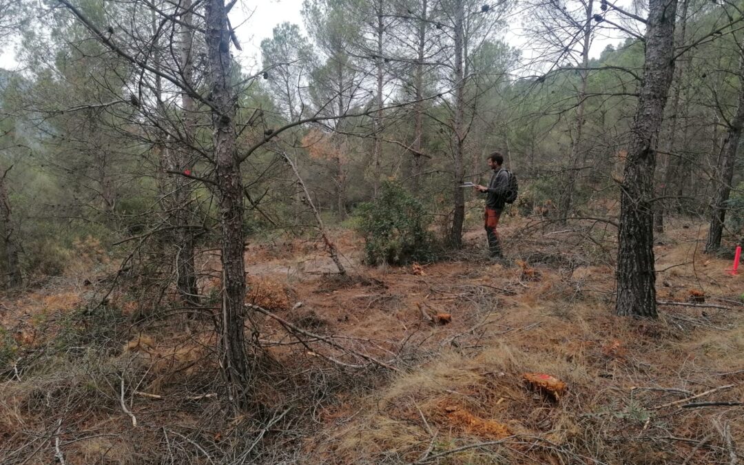 Se inician en Lleida los trabajos de selvicultura hidrológica en masas de Pinus halepensis